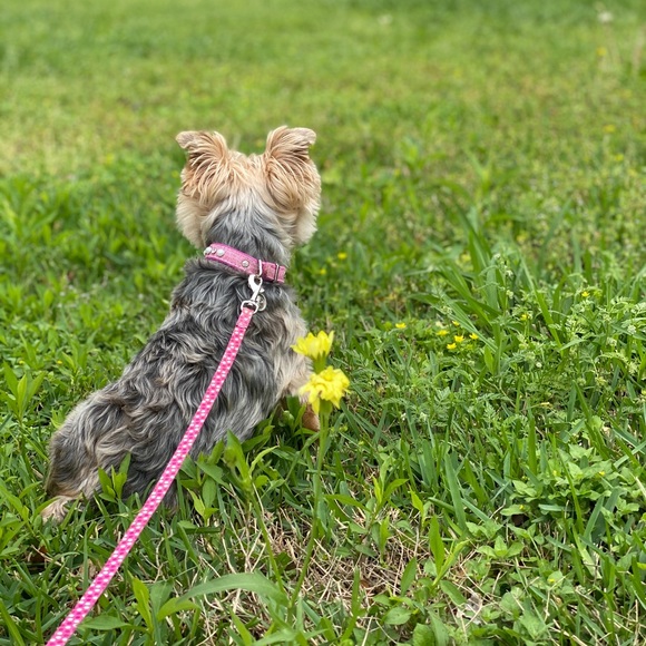 Meet your Posher, Michaela - Picture 1 of 1